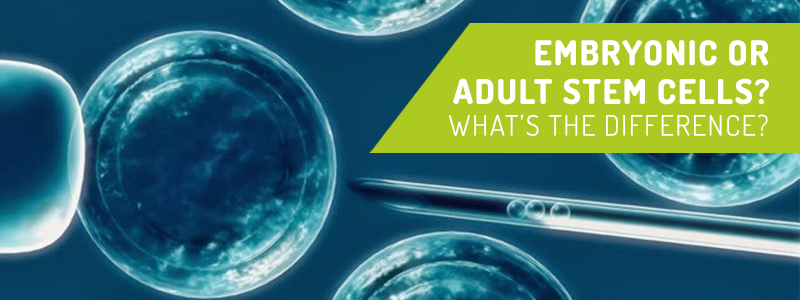 Embryonic or Adult Stem Cells? What’s the Difference?